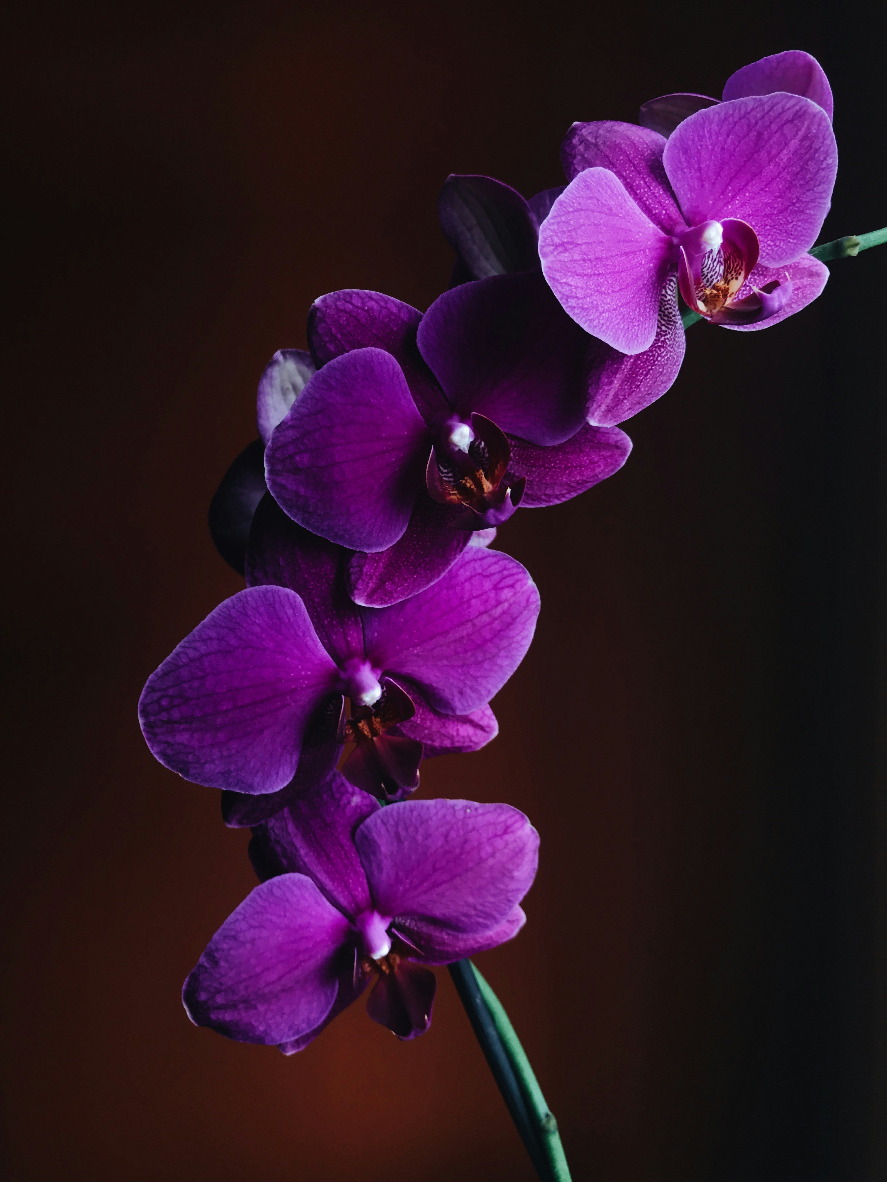 Routine Complète Shikiso + Parfum Velvet Orchid OFFERT 🎁